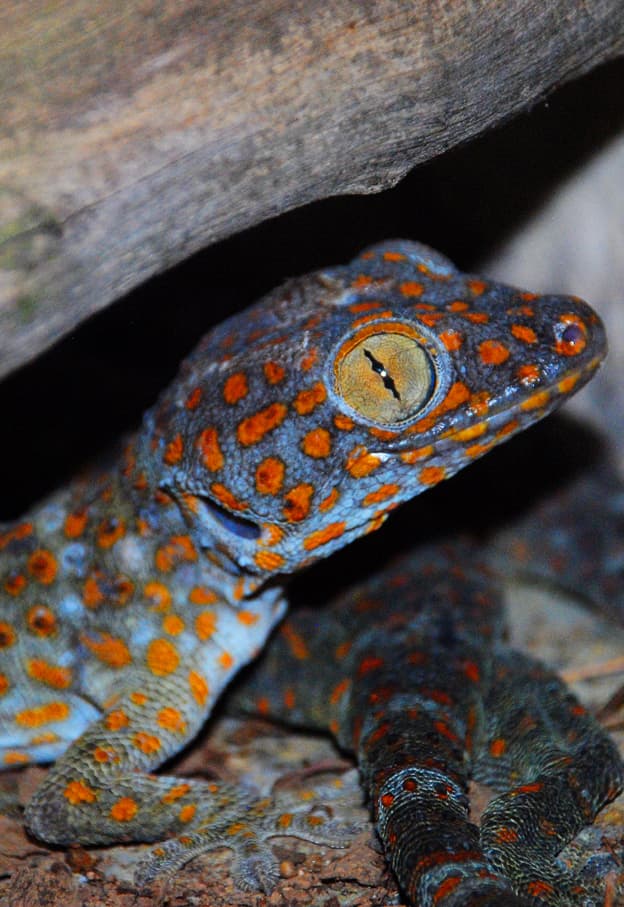 International trade in endangered reptiles (Source: Michel Traverse)